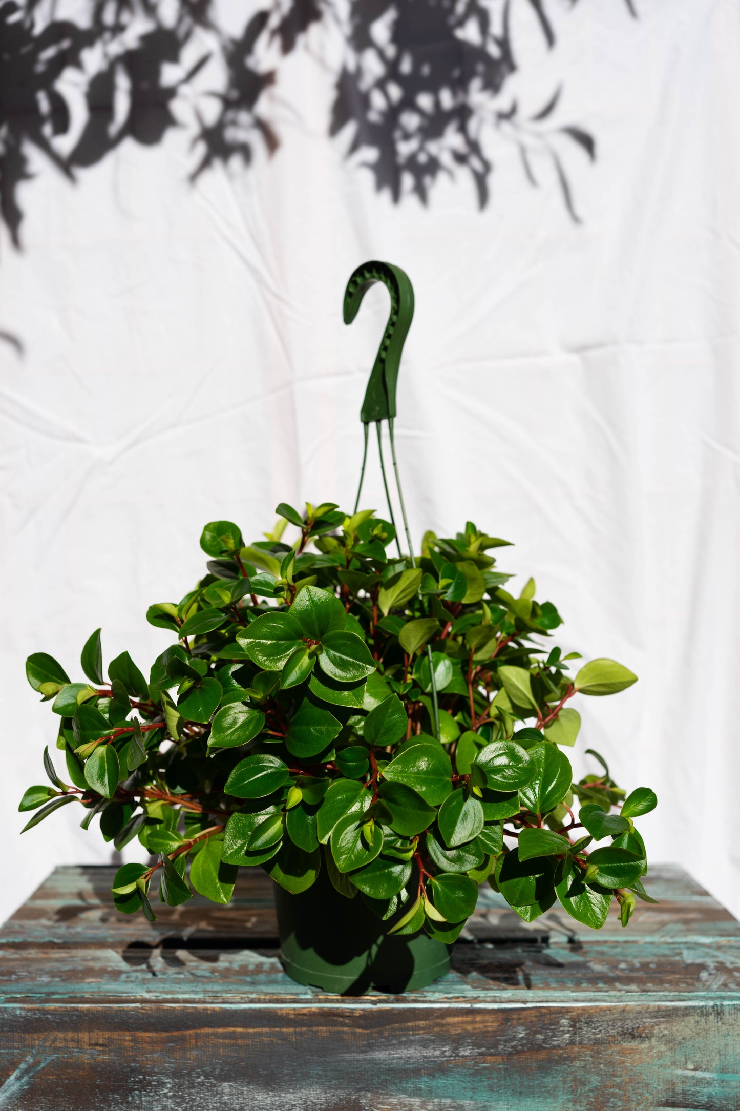 Peperomia Red Stem