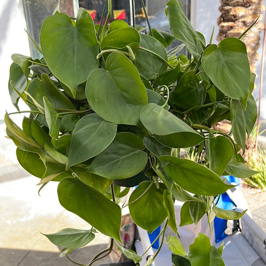 Philodendron Cordatum ~ Heartleaf Philodendron
